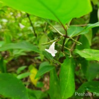 Strobilanthes rhytisperma C.B.Clarke